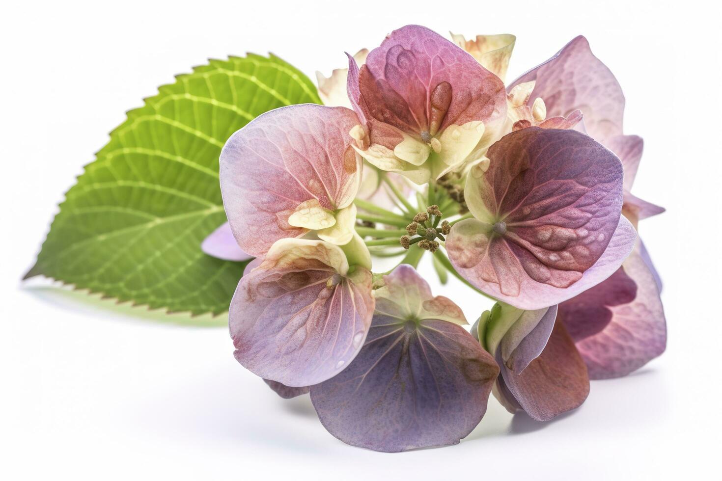 Hydrangea Blossom, Weltfrauentag Means International Womens Day , isolated on white background, generate ai photo