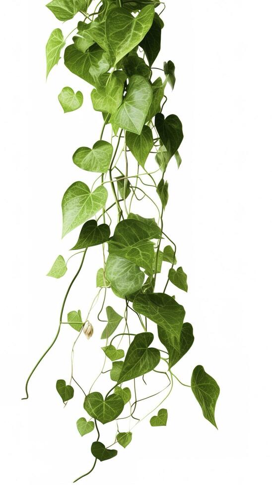 Hanging vine plant succulent leaves of Hoya, Dischidia ovata Benth, indoor houseplant isolated on white background, generate ai photo