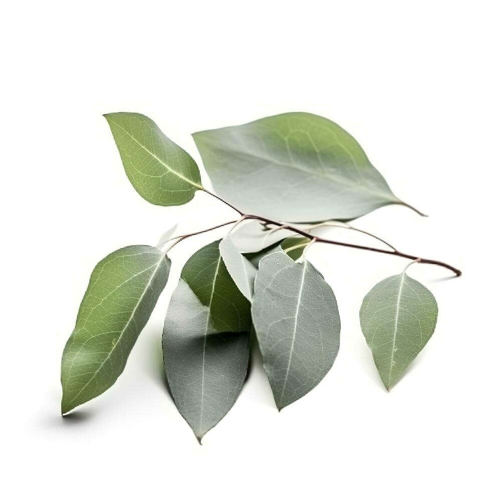 Eucalyptus branch isolated on white background. Flat lay, top view. floral concept, generate ai photo