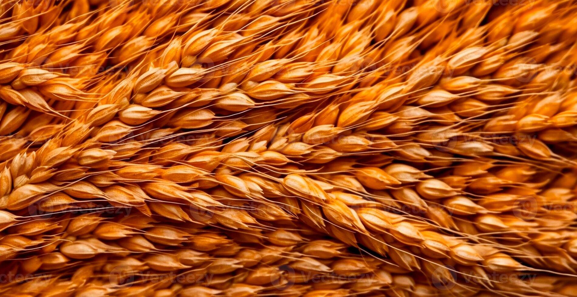 Wheat grains, flour, bakery background - AI generated image photo