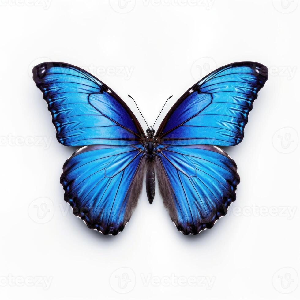 Blue butterfly isolated. Illustration photo