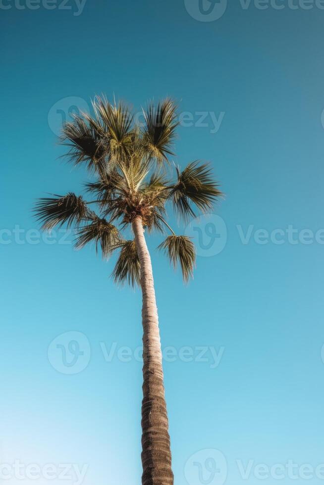 Palm tropical background. Illustration photo