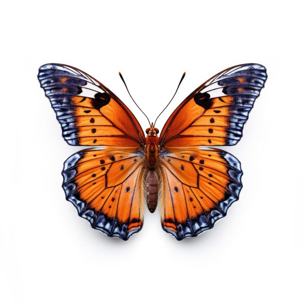 Tropical butterfly isolated. Illustration photo