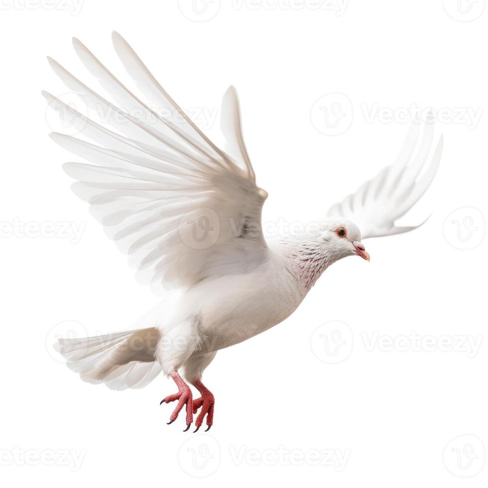 White pigeon flying isolated. Illustration photo