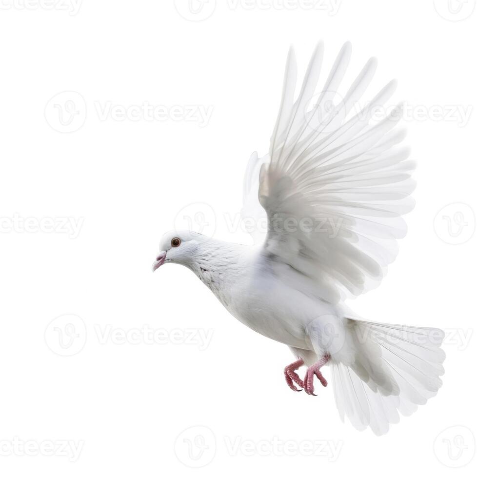 White pigeon flying isolated. Illustration photo