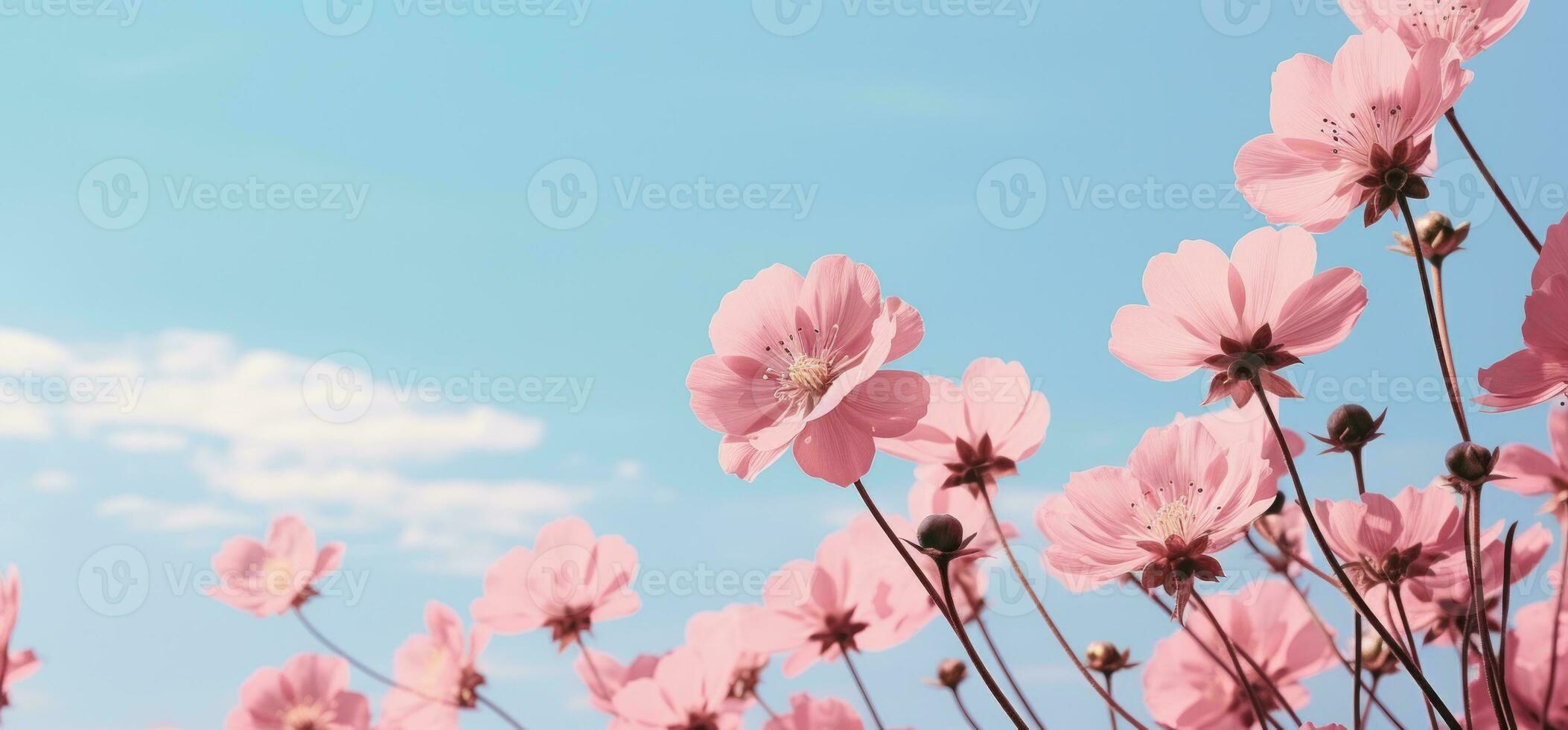 rosado amapola flores antecedentes. ilustración ai generativo foto