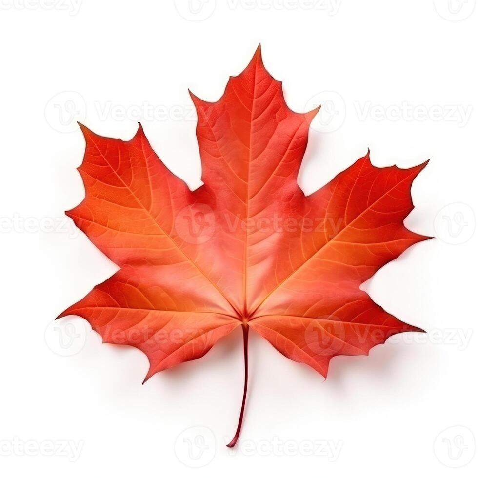 Autumn leaf isolated. Illustration photo
