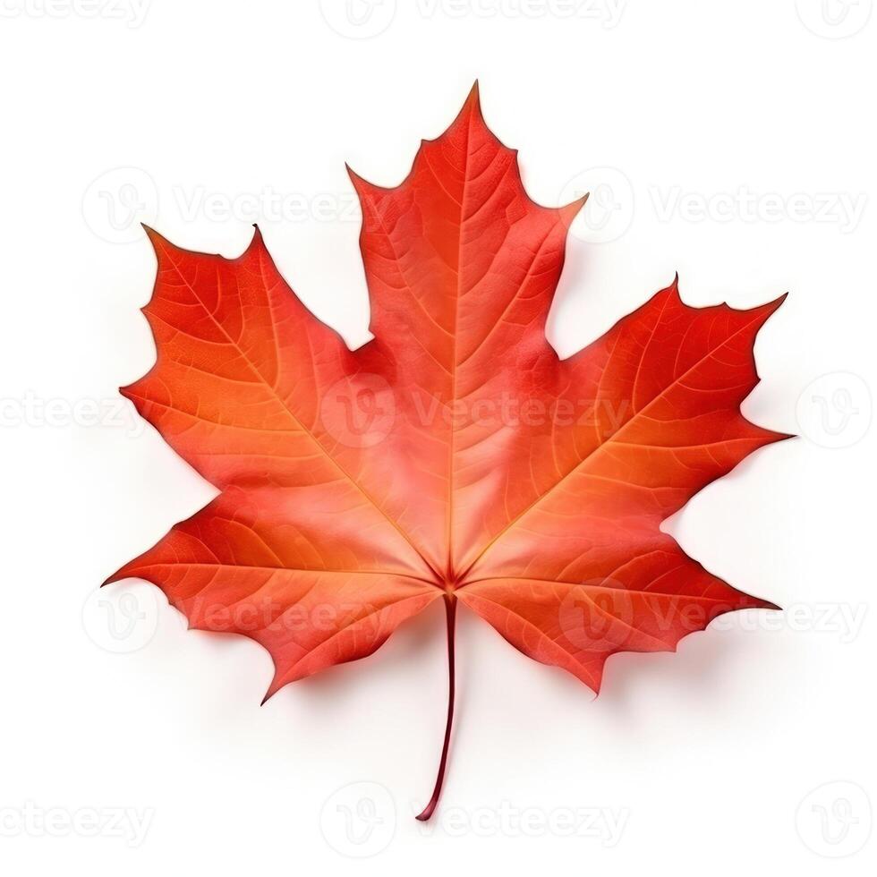 Autumn leaf isolated. Illustration AI Generative photo