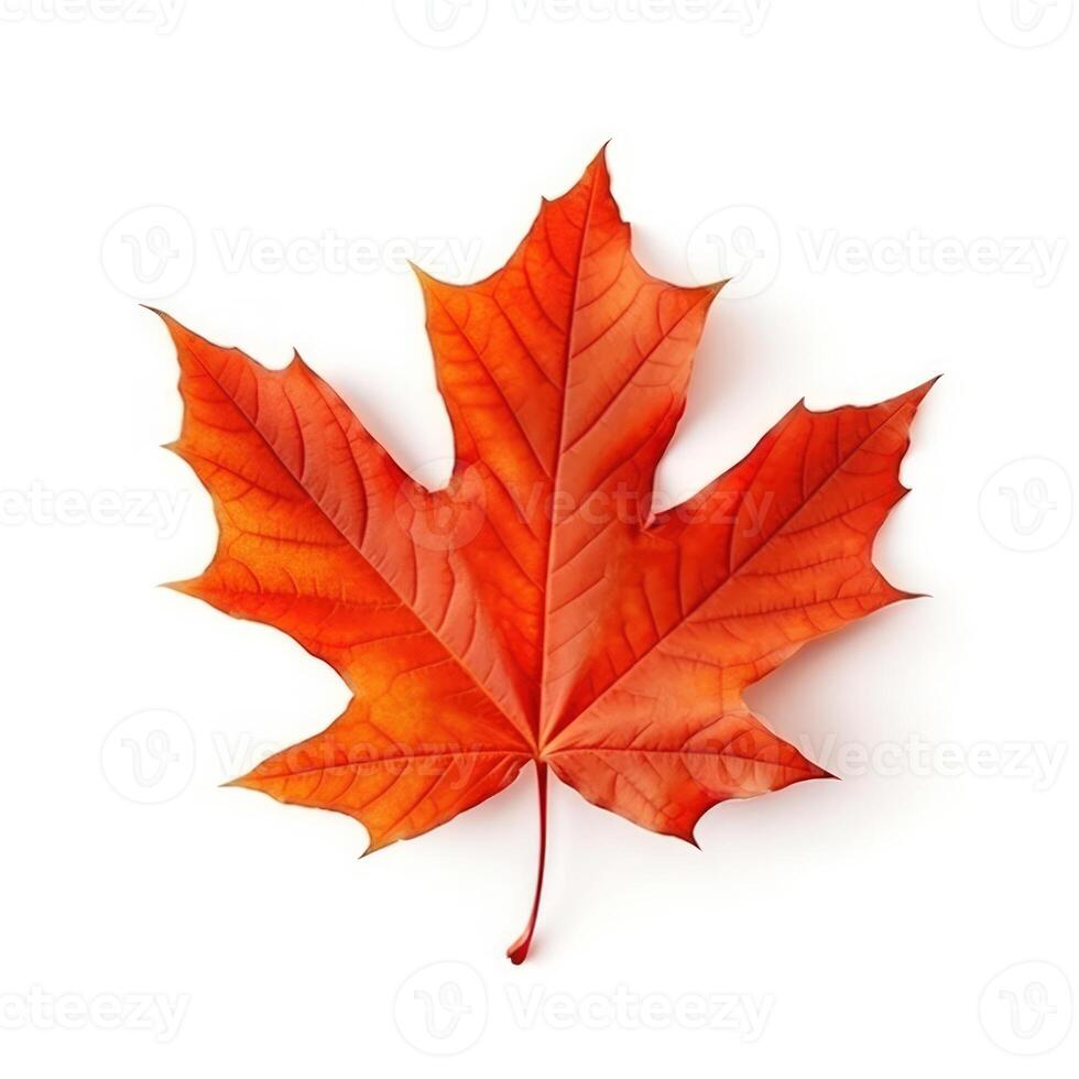 Autumn leaf isolated. Illustration AI Generative photo