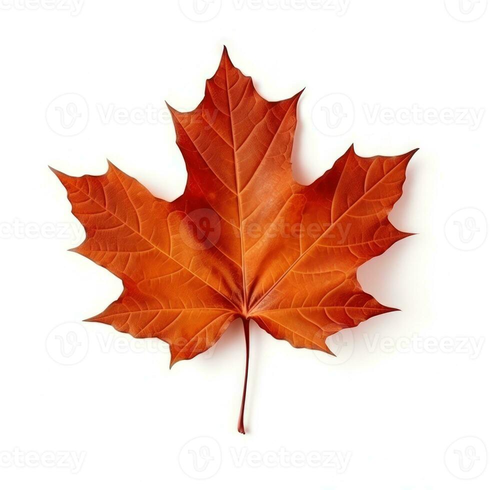 Autumn leaf isolated. Illustration AI Generative photo