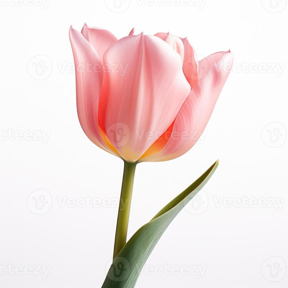 Tulip Flower Isolated. Illustration AI Generative photo