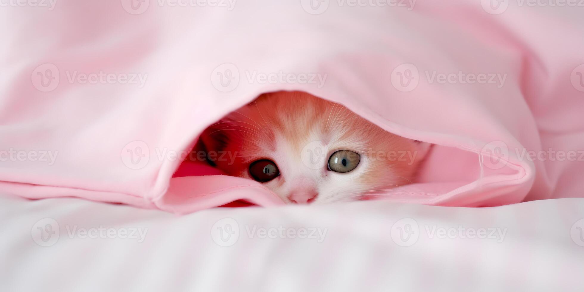Cute kitten cat hidden under the blanket. 25529329 Stock Photo at Vecteezy
