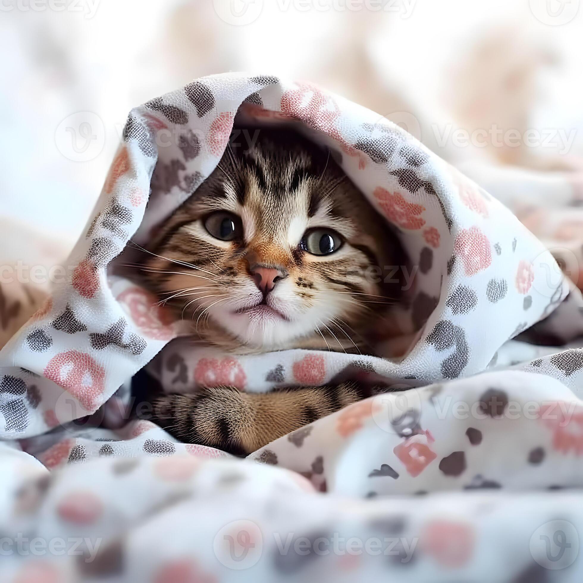 Cute kitten cat hidden under the blanket. AI generated 25529360 Stock