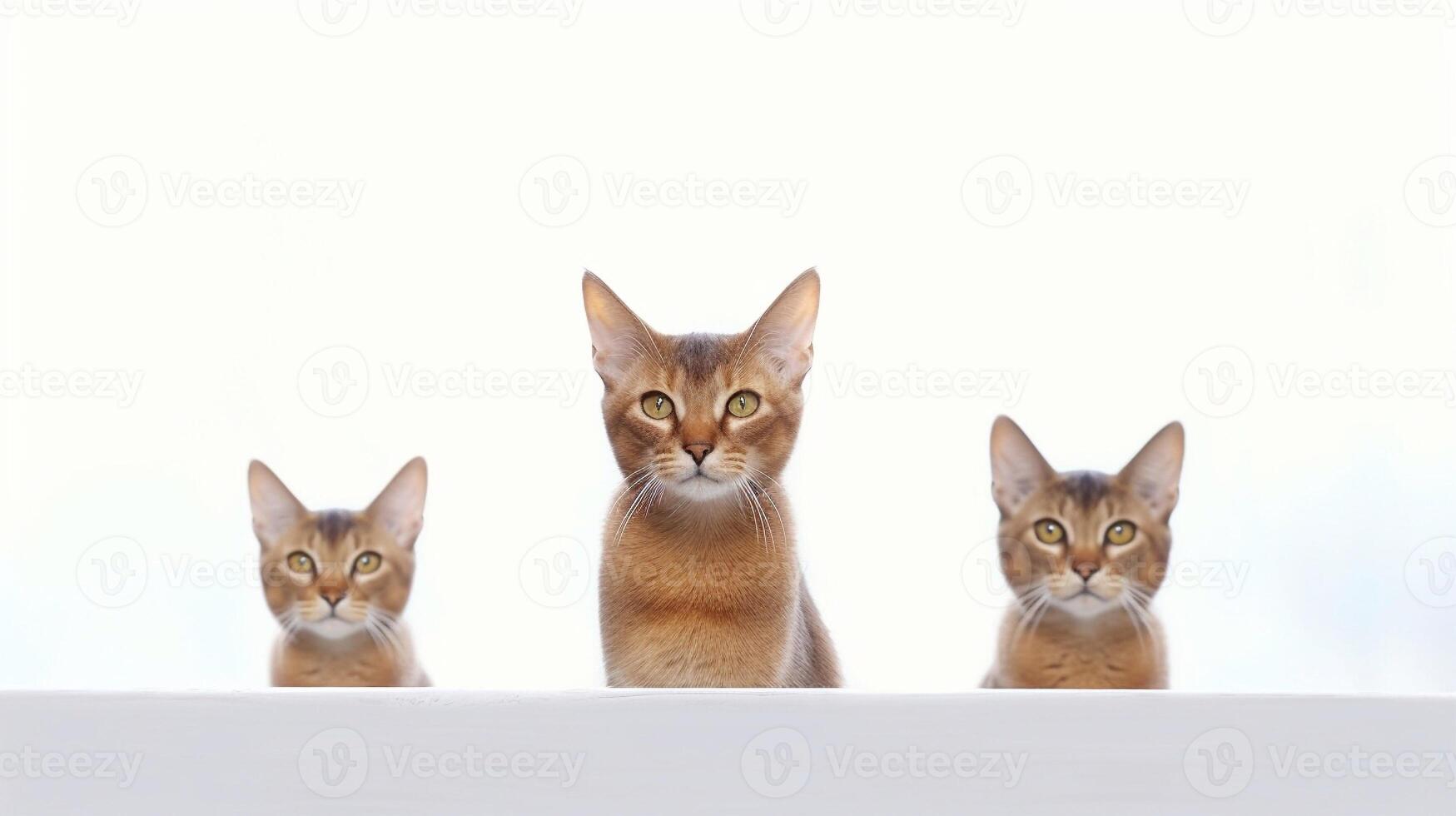 Group of Abyssinian cats sitting on white background. Copy space. photo