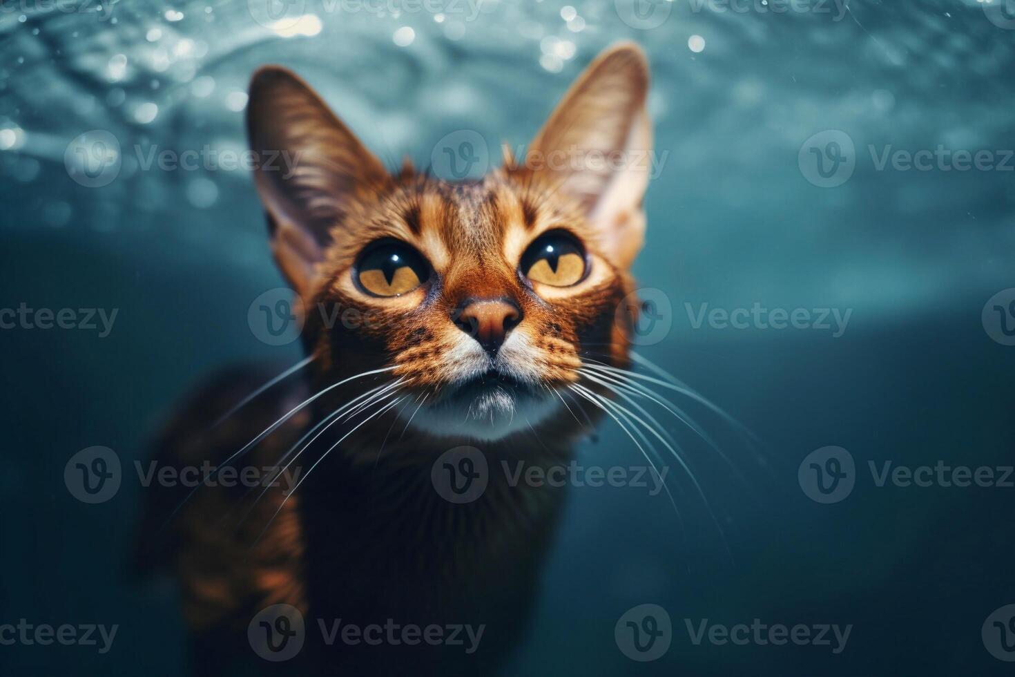 Portrait of Abyssinian cat looking at camera while swimming in water - photo