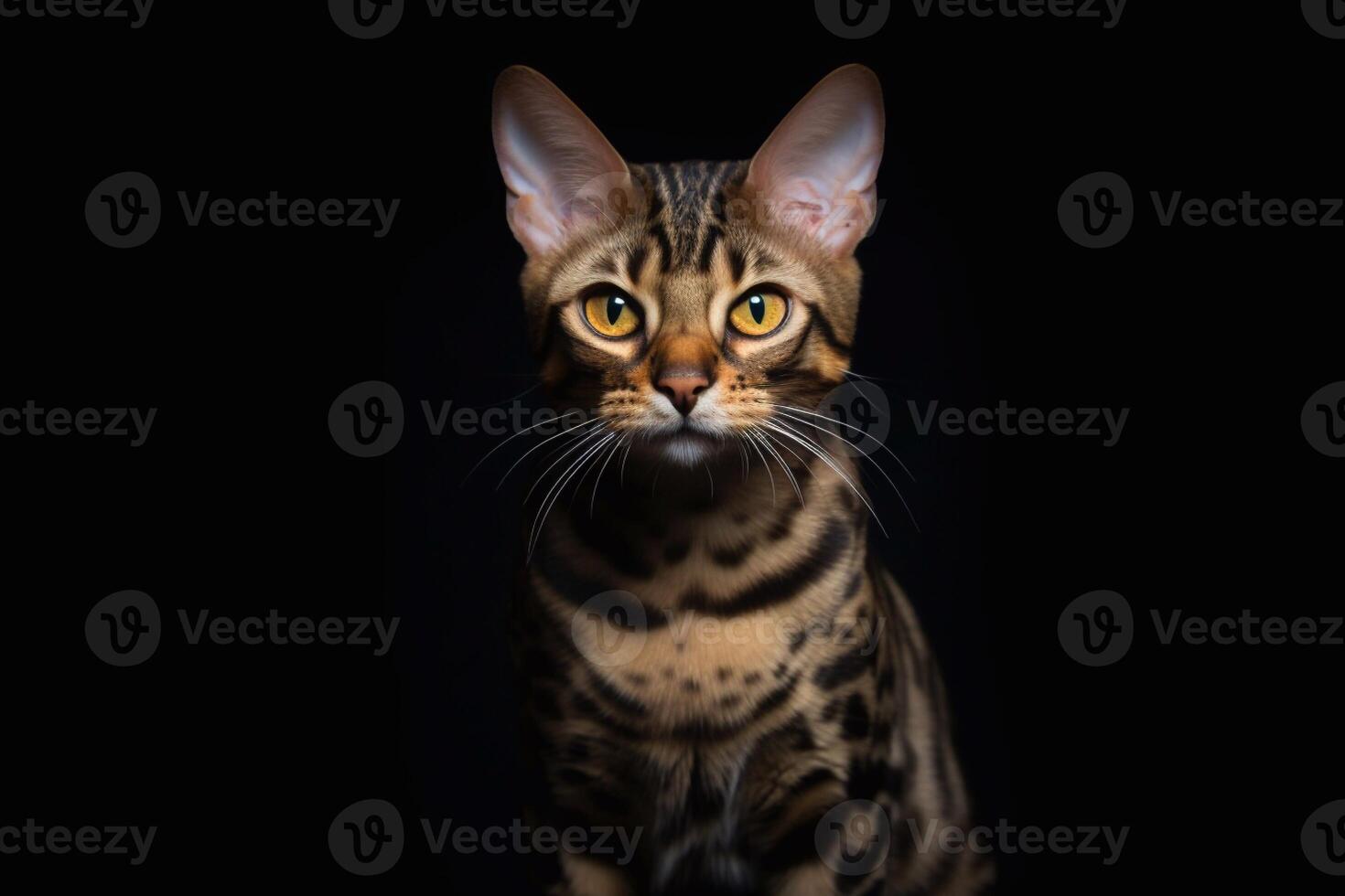 Cute bengal cat sitting on black background and looking at camera. photo