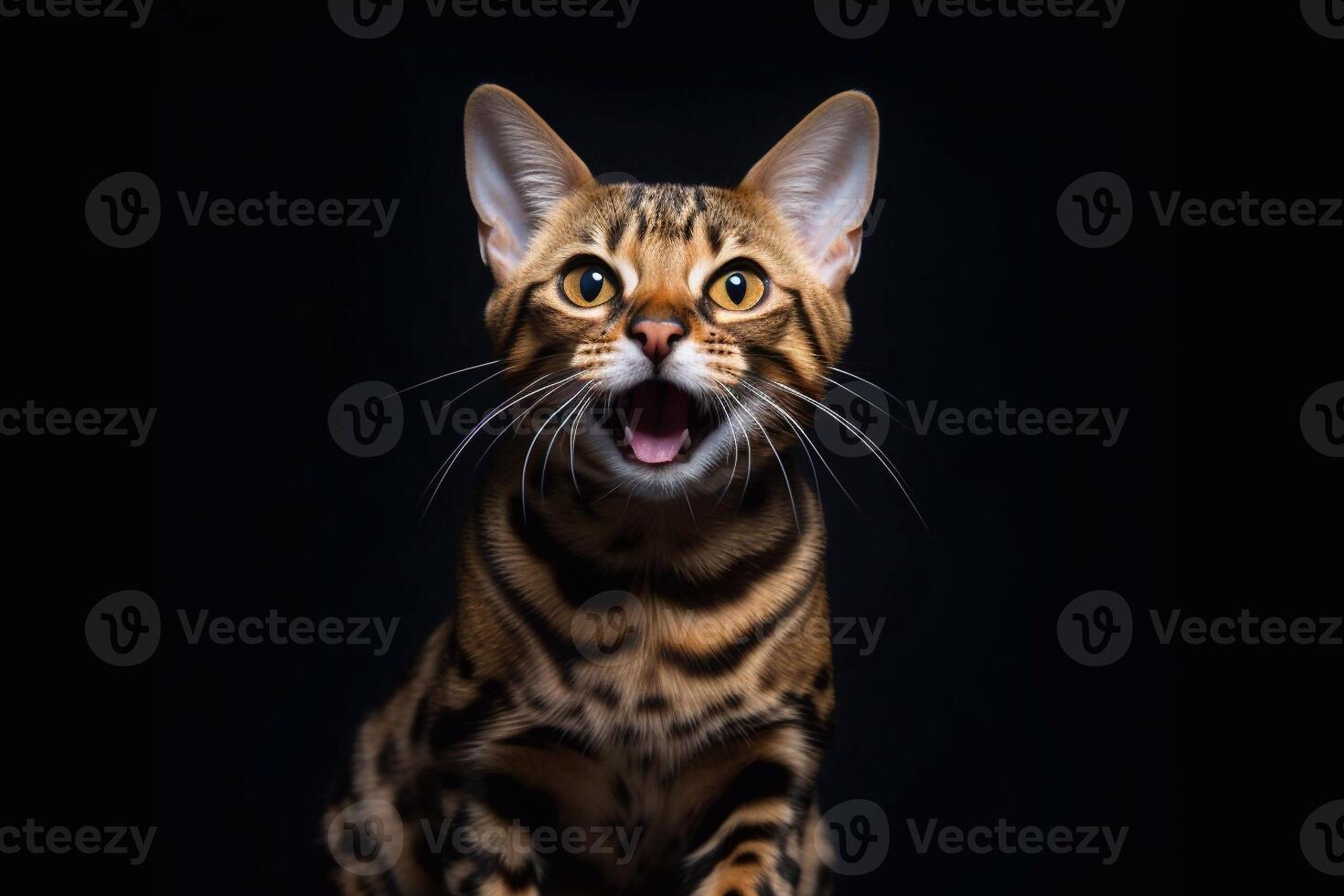 Cute bengal cat sitting on black background and looking at camera. photo