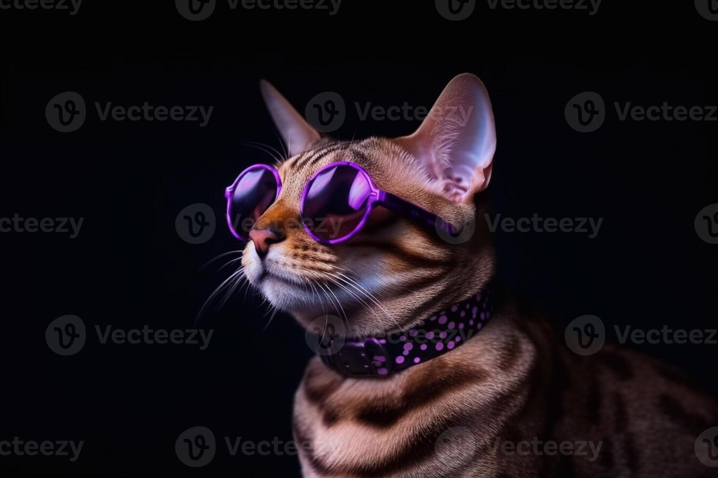 Portrait of a cute bengal cat wearing purple sunglasses. photo