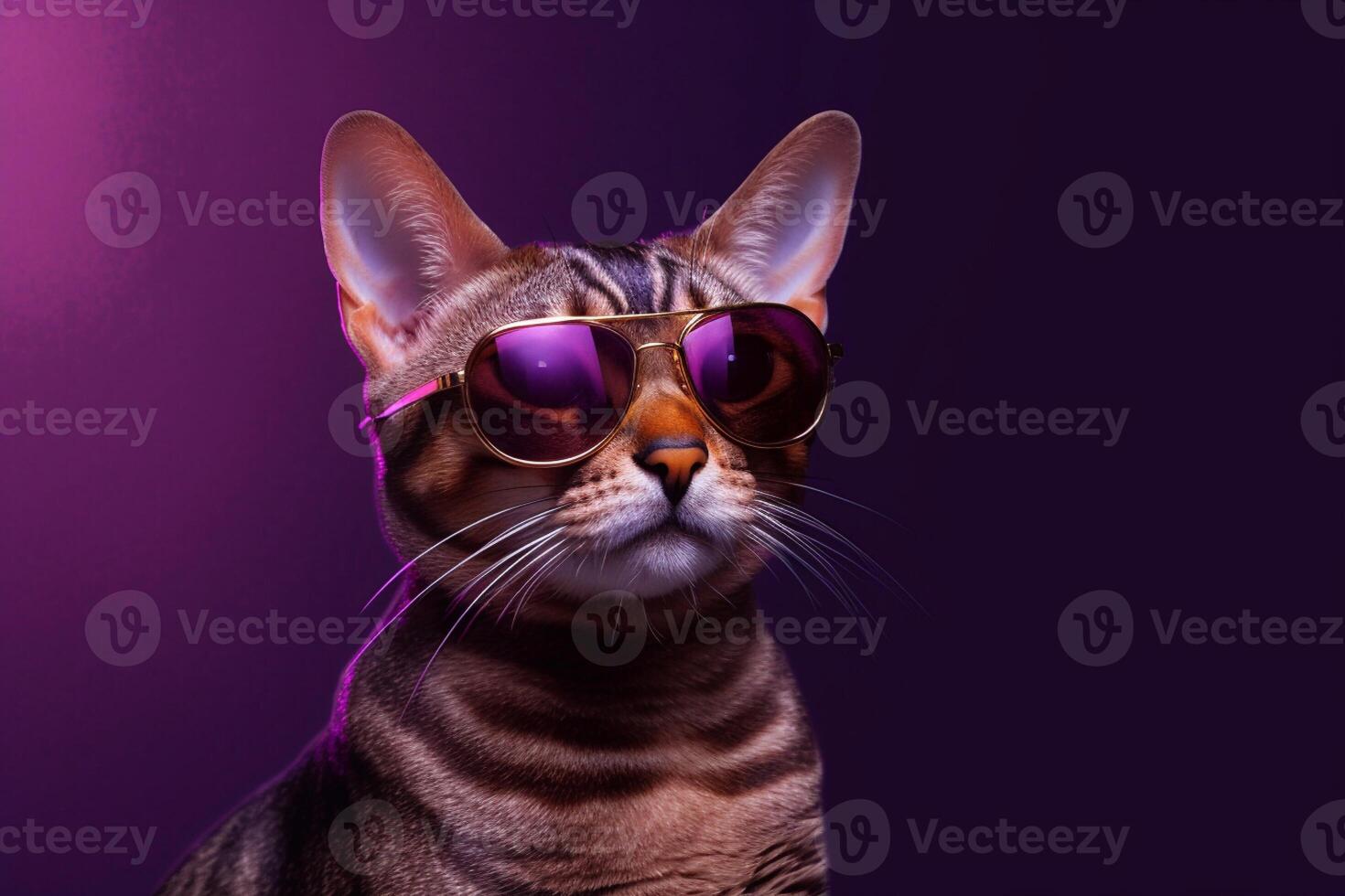 Portrait of a cute bengal cat wearing purple sunglasses. photo