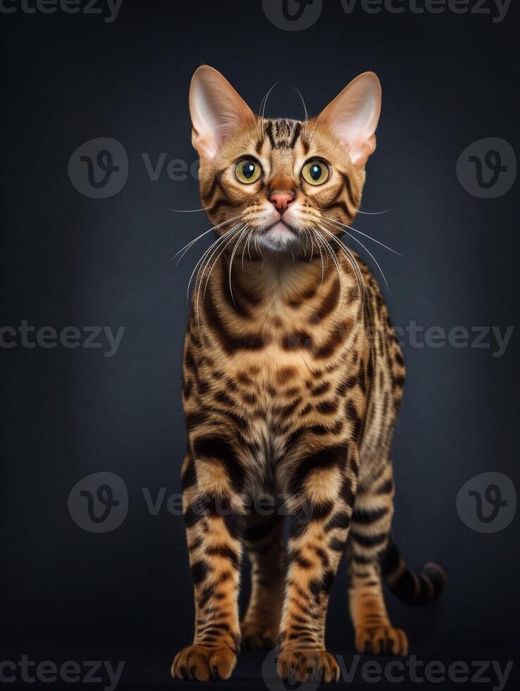 Studio photography of a bengal cat on colored backgrounds, spotlights. photo