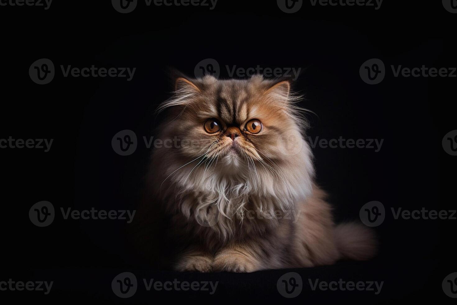 Persian cat on a black background. Close-up portrait. photo