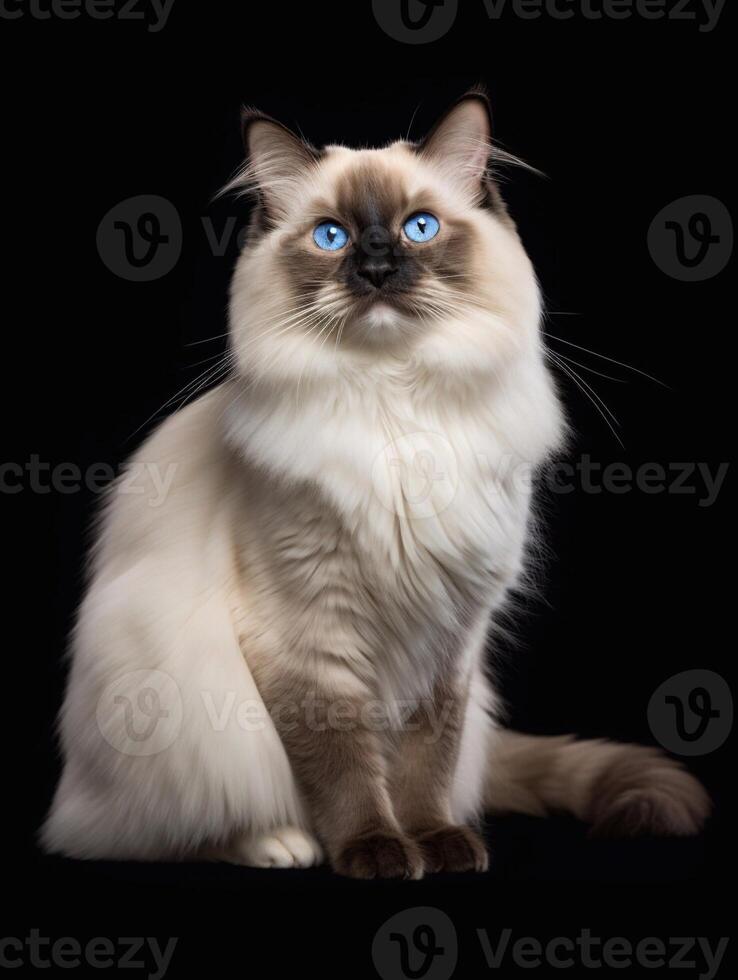 hermosa persa gato con azul ojos sentado en negro antecedentes. generativo ai foto