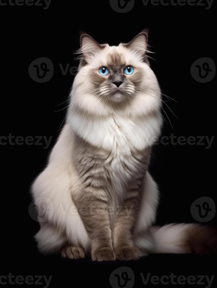 hermosa persa gato con azul ojos sentado en negro antecedentes. generativo ai foto