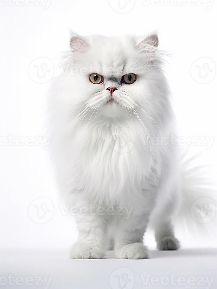 hermosa persa gato en blanco antecedentes. generativo ai foto