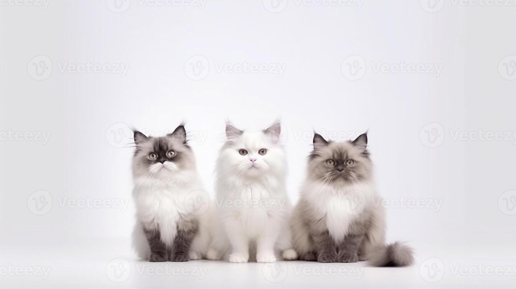 Three Ragdoll cats sitting on a white background and looking at the camera photo