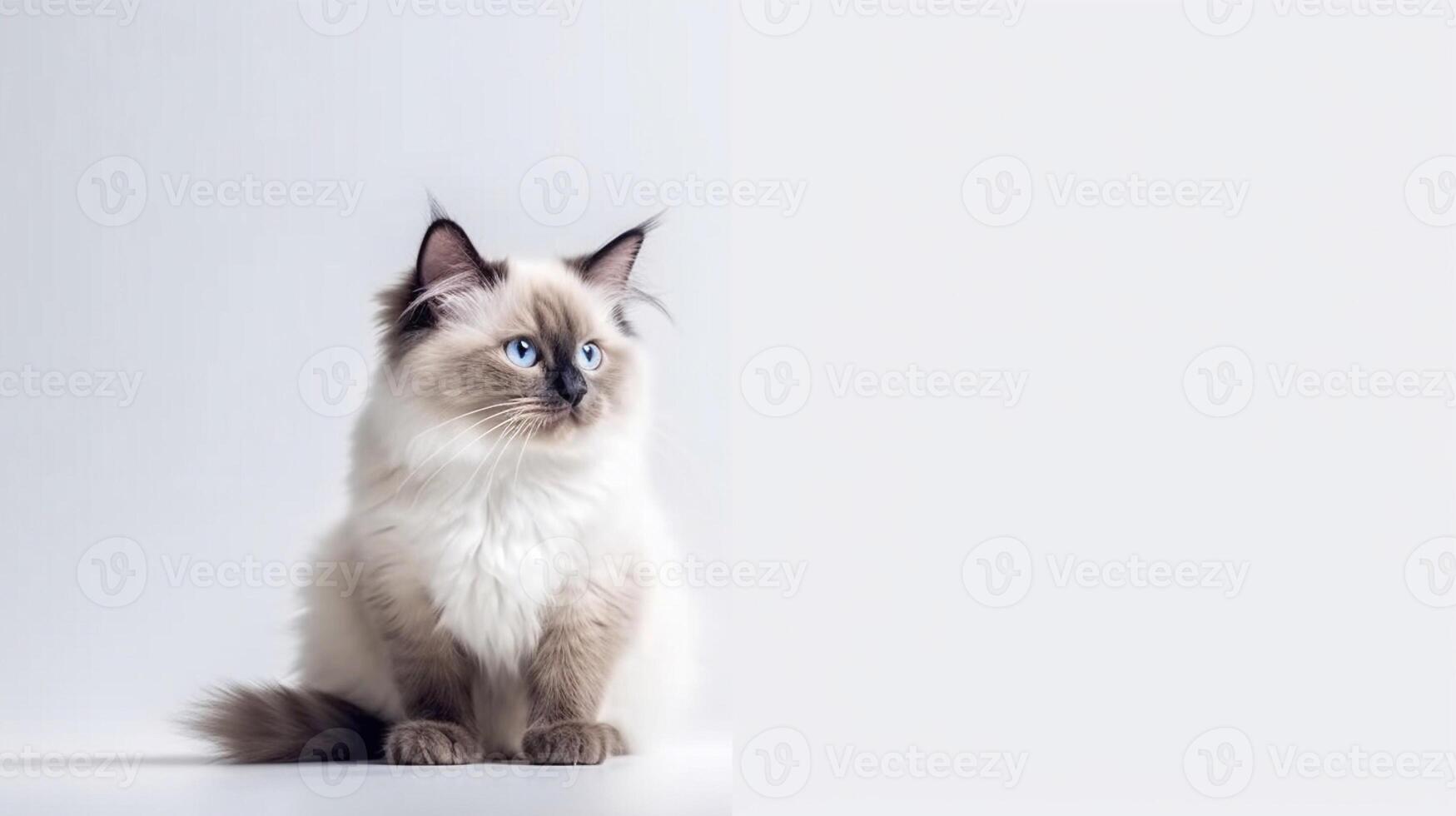 Cutten Ragdoll kitten sitting on table on white background. With copy space for text. photo