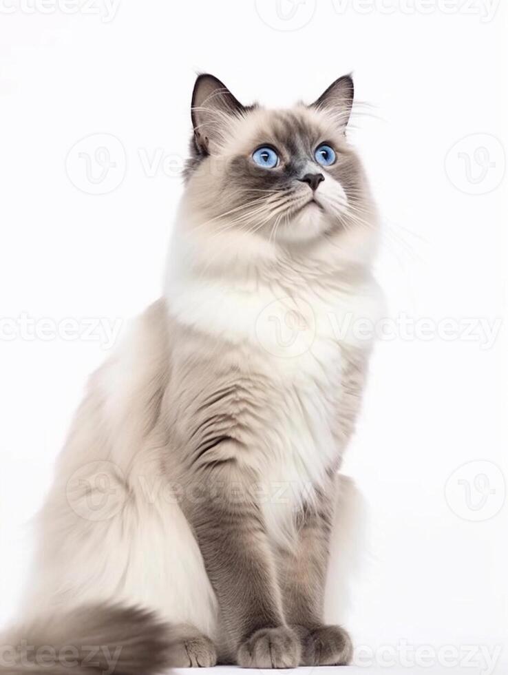 muñeca de trapo gato con azul ojos en un blanco antecedentes. generativo ai foto