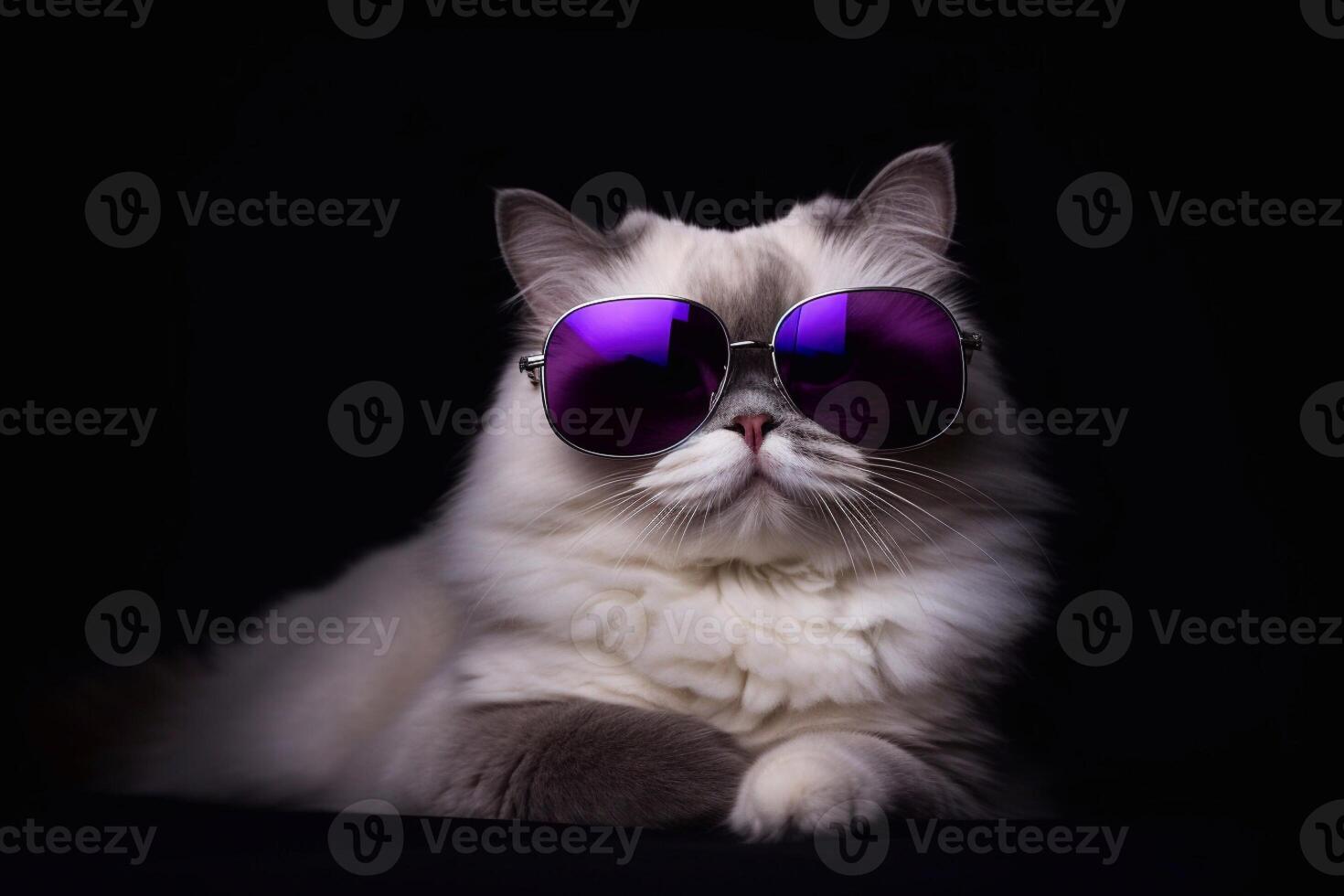Portrait of persian cat wearing purple sunglasses isolated on black background photo