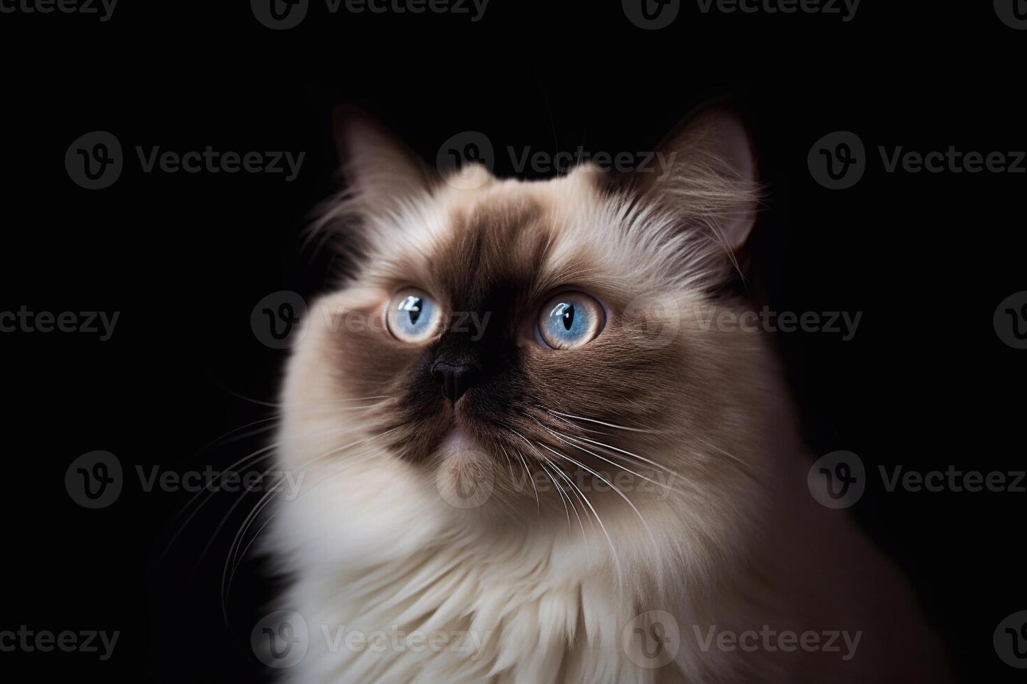 Portrait of a beautiful Ragdoll cat with blue eyes on a black background. photo