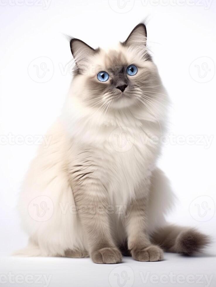 Ragdoll cat with blue eyes on a white background. photo