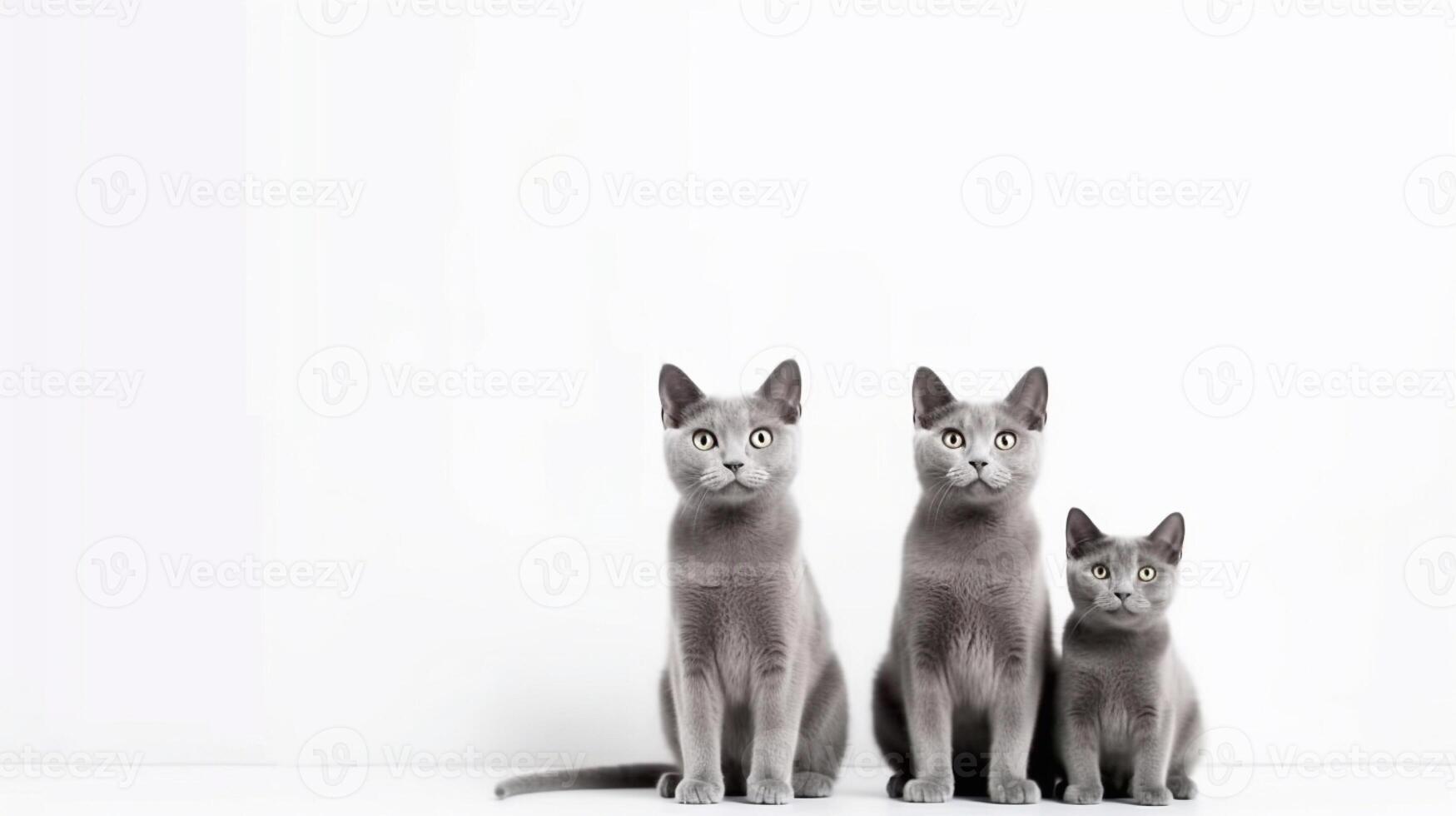 Three gray british shorthair cats standing on white background. photo