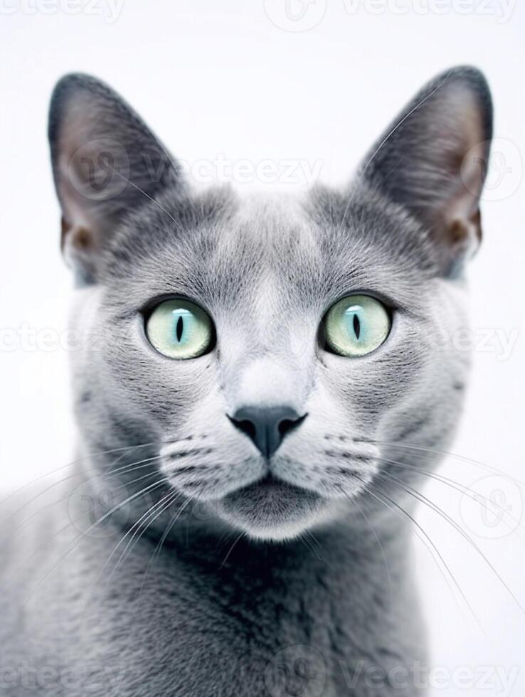 Close up portrait of Russian blue on white background. photo