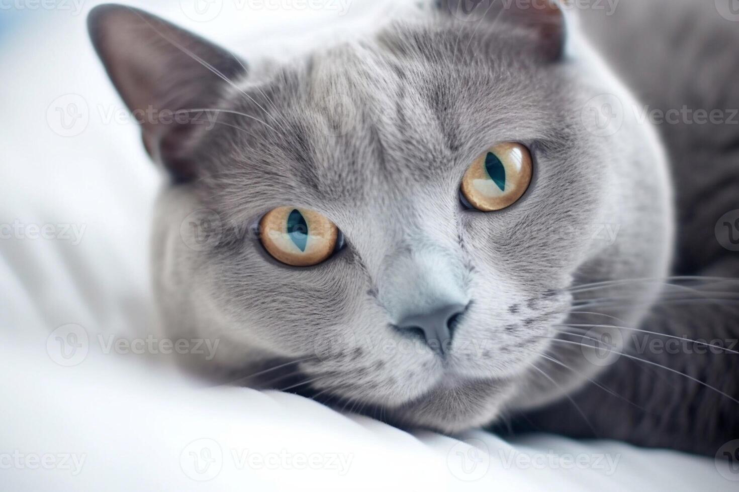 Russian blue cat lying on the bed. photo