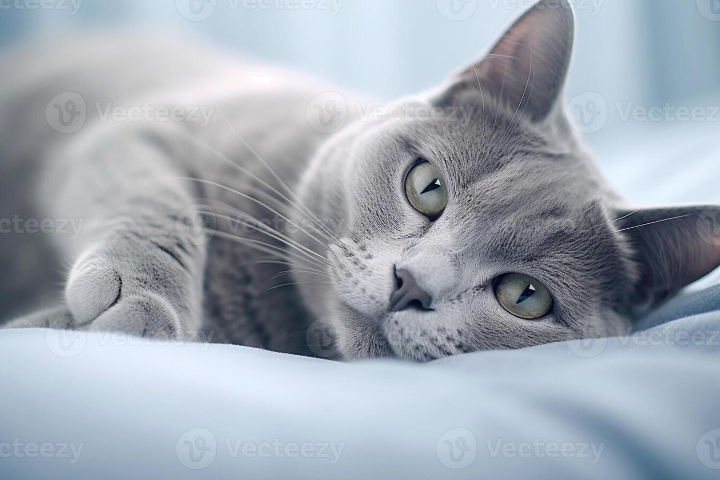 Russian blue cat lying on the bed. photo