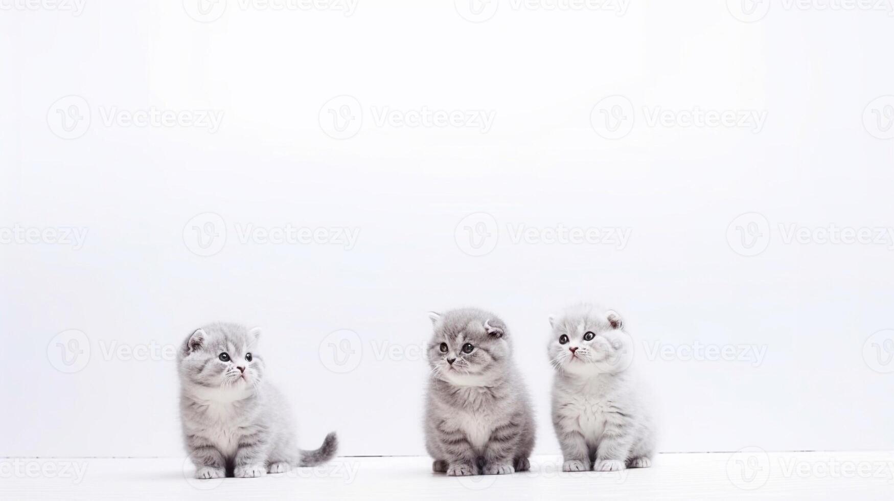Three grey scottish fold kittens sitting on a white background. photo