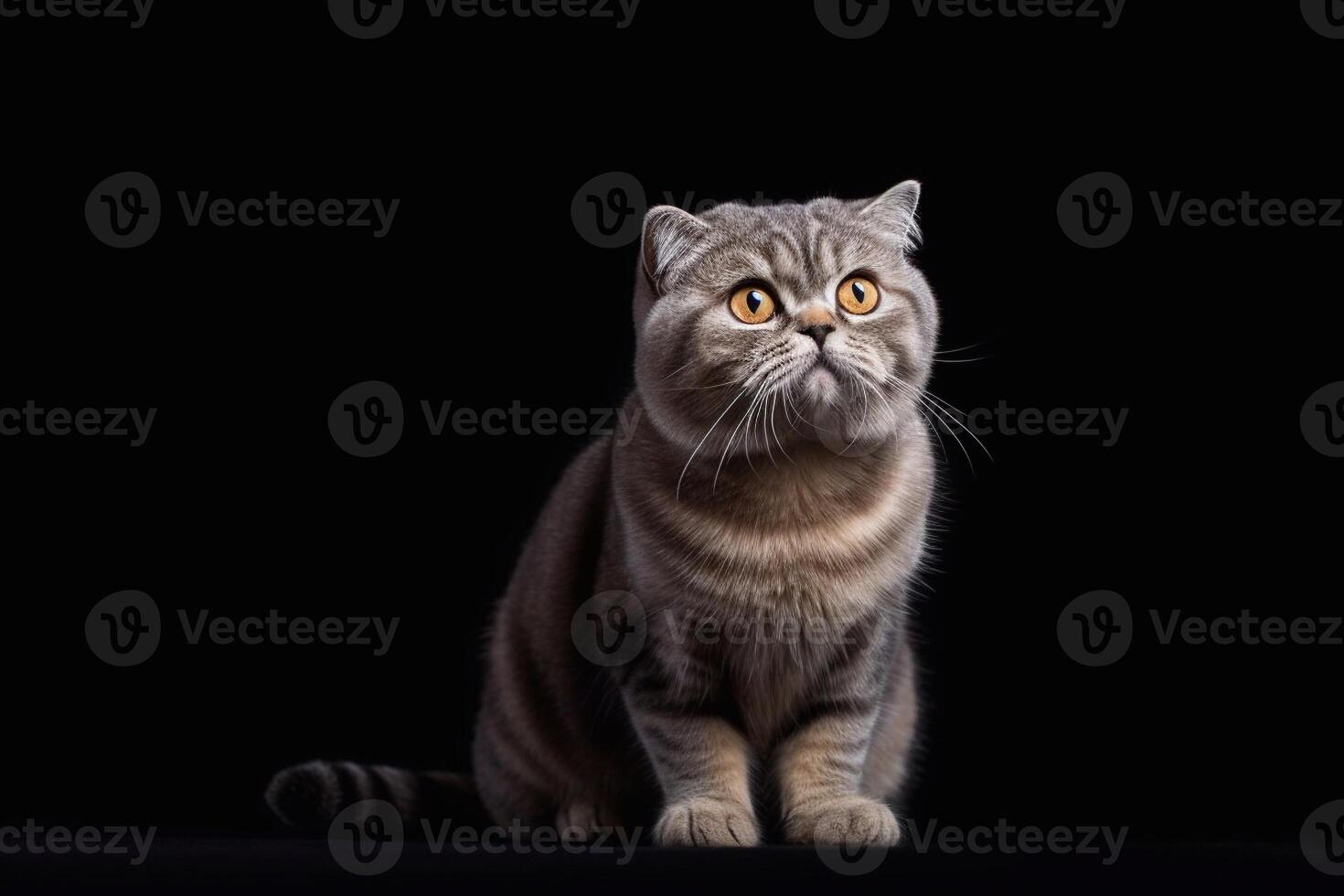 Portrait of a scottish fold cat on a black background with copy space. photo