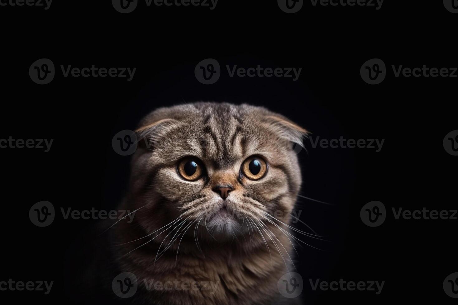 Portrait of a scottish fold cat on a black background with copy space. photo