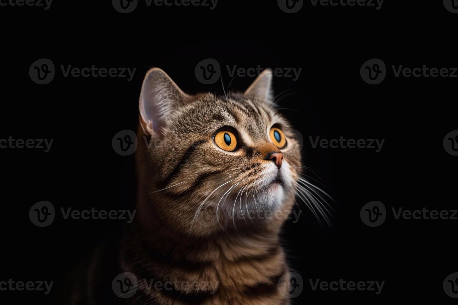 Portrait of a scottish fold cat on a black background with copy space. photo