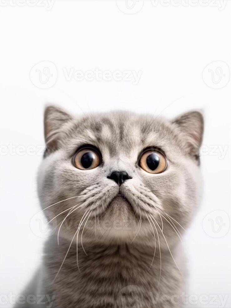 Close up portrait of Scottish fold on white background. photo