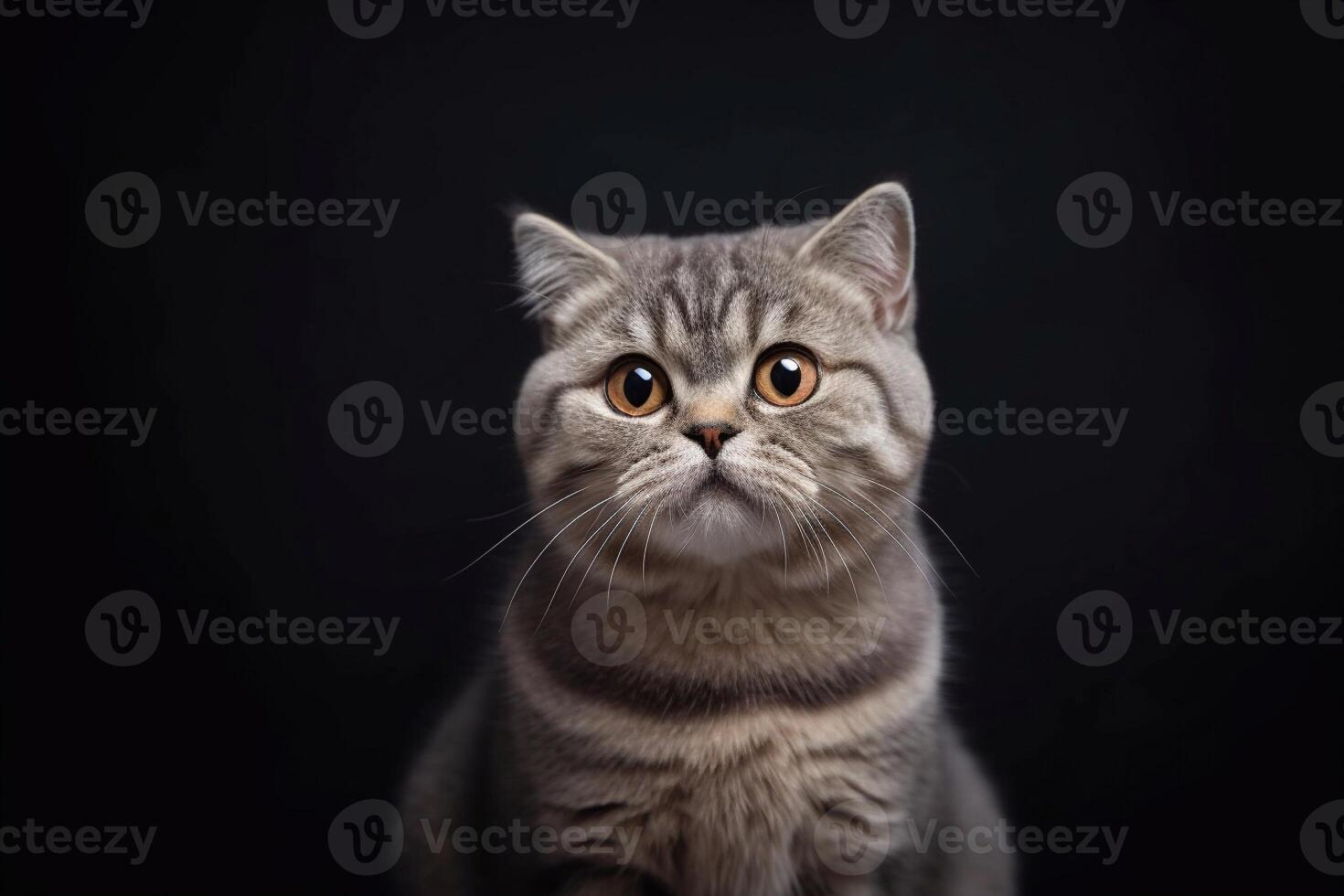 Portrait of a scottish fold cat on a black background with copy space. photo