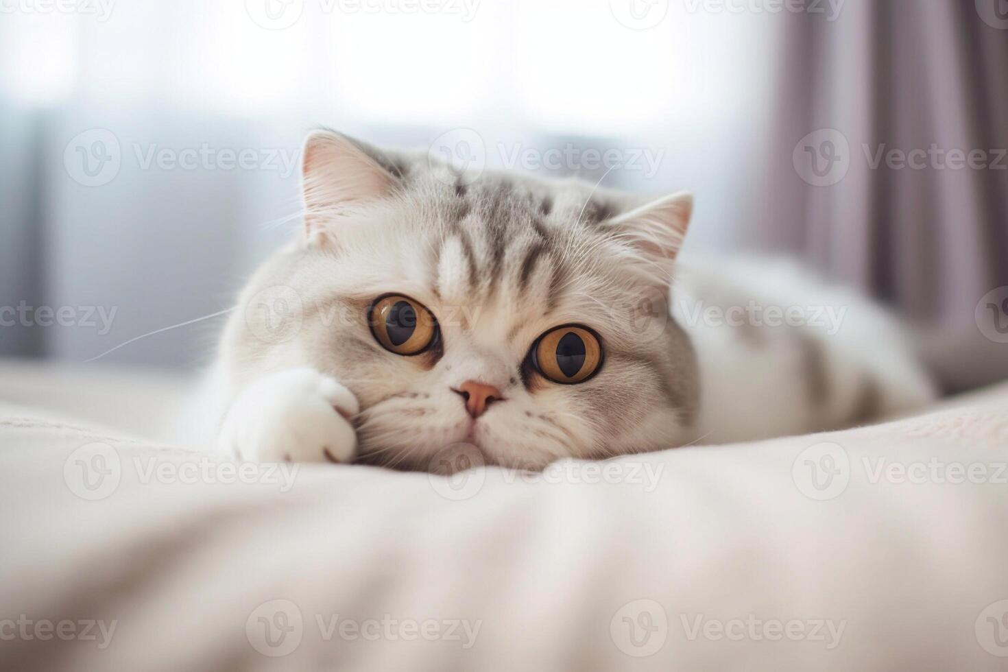 Beautiful Scottish fold lying on bed. photo