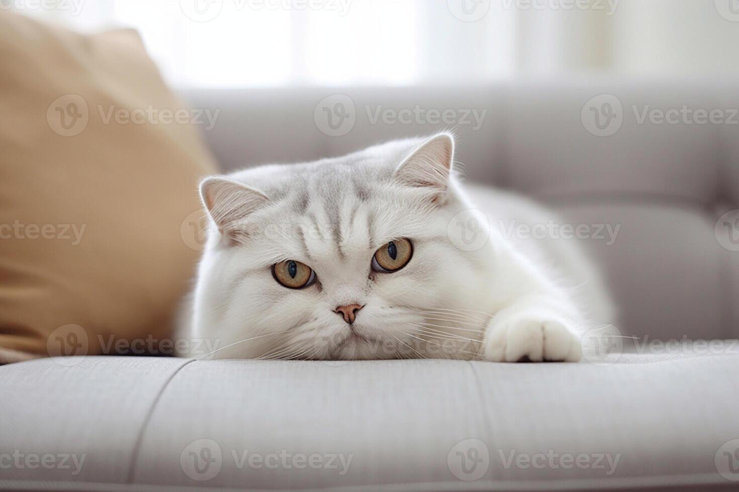Beautiful Scottish fold lying on sofa. photo