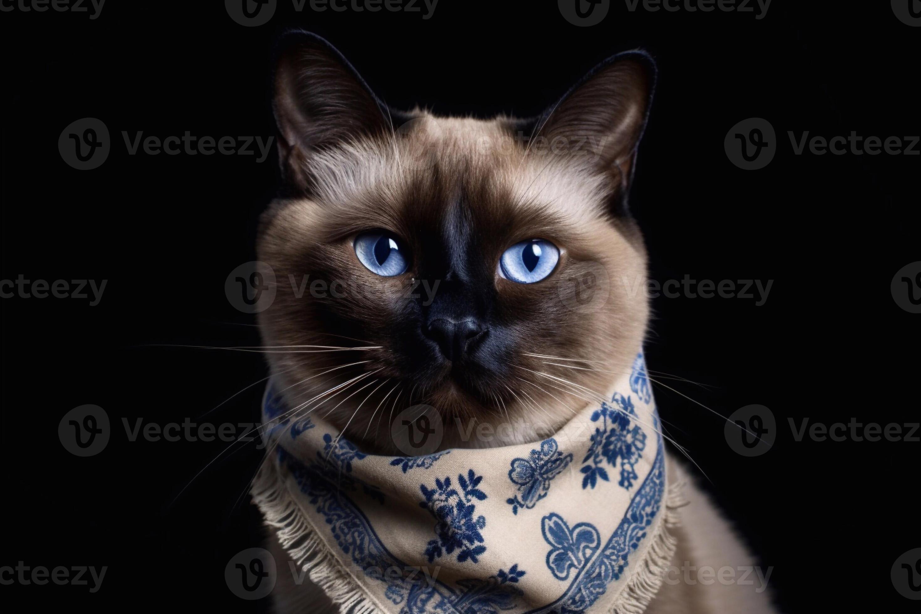 Black siamese cat hotsell with blue eyes