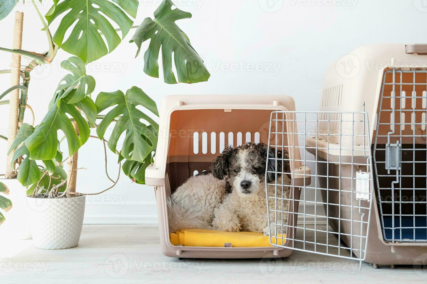 Cute bichon frise dog lying in travel pet carrier, white wall background photo