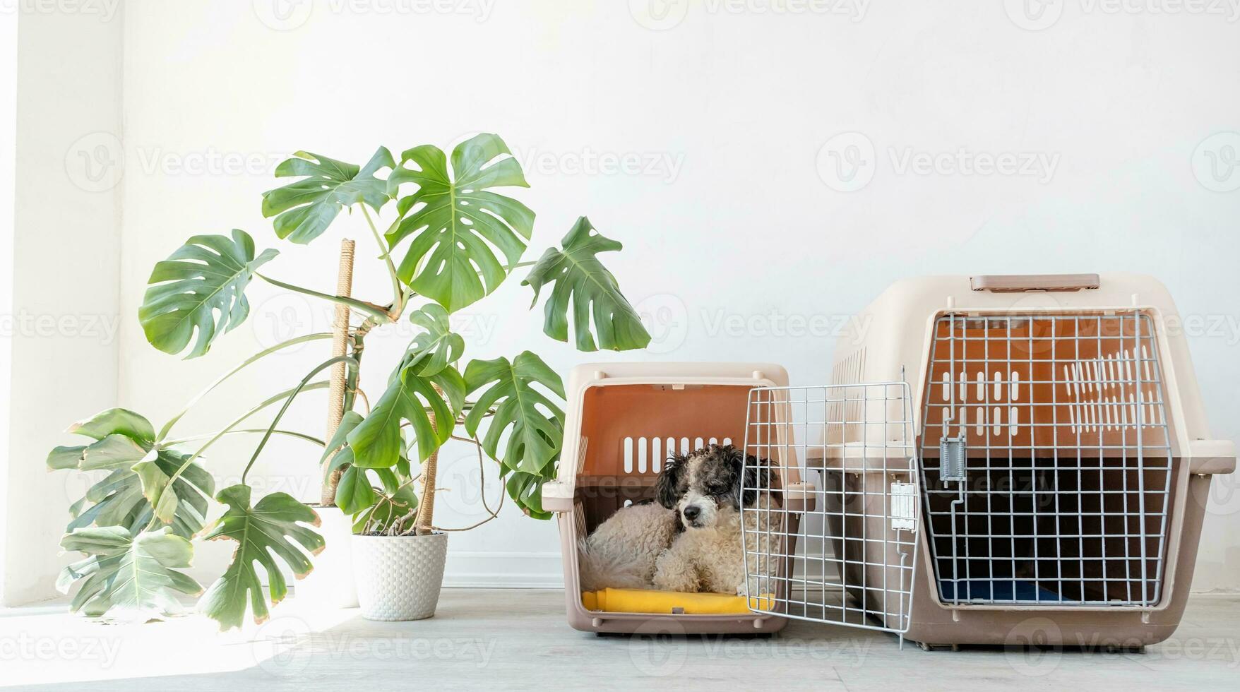 Cute bichon frise dog lying in travel pet carrier, white wall background photo