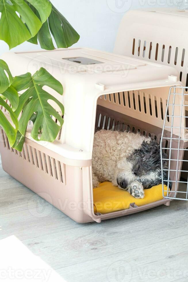 Cute bichon frise dog lying in travel pet carrier, white wall background photo